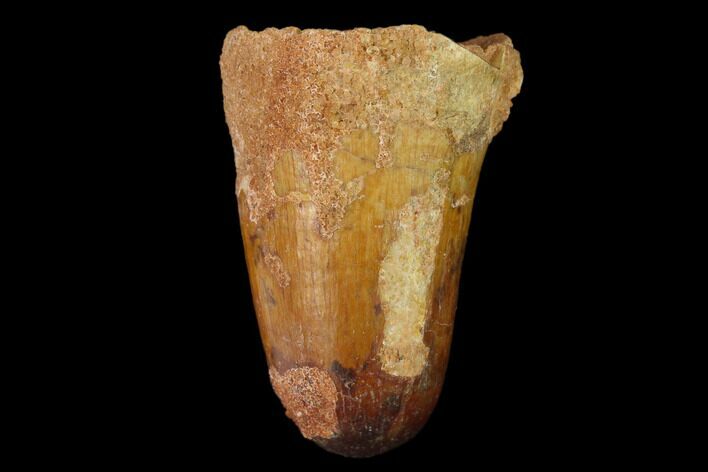 Cretaceous Fossil Crocodile Tooth - Morocco #140549